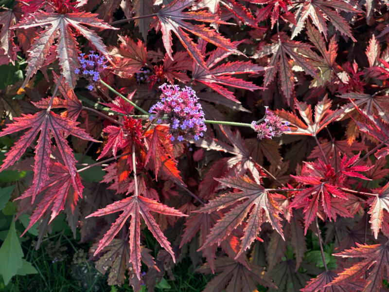 Verveine de Buenos-Aires (Verbena bonariensis) et Hibiscus acetosella 'Mahogany Splendor' en été dans le Parc Floral, Paris 12e (75)