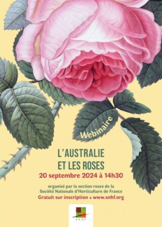 Webinaire "L’Australie et les roses" (SNHF) le vendredi 20 septembre 2024