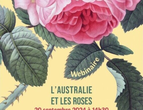 Webinaire “L’Australie et les roses” (SNHF) le vendredi 20 septembre 2024