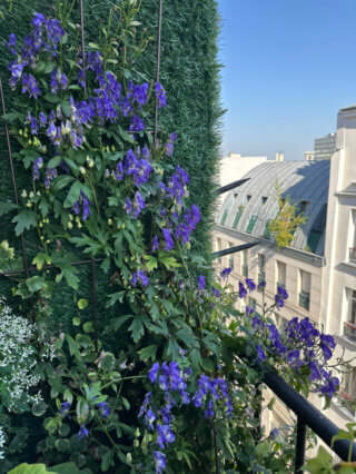 Mon aconit grimpant (Aconitum austroyunnanense) en été sur mon balcon, Paris 19e (75)