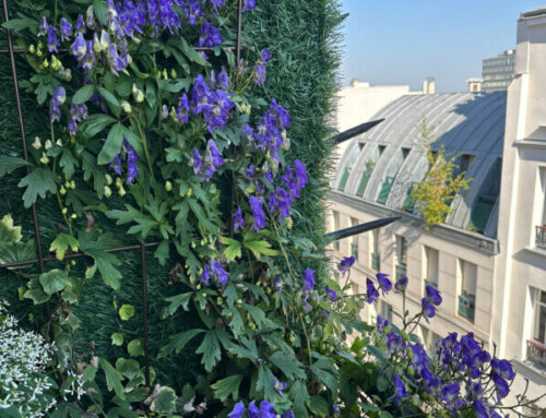 Mur de fleurs pour mon aconit grimpant (Aconitum austroyunnanense)