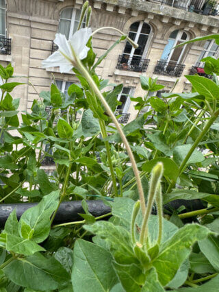 Mirabilis longiflora sur mon balcon en automne, Paris 19e (75)