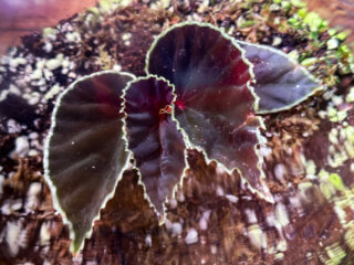 Begonia darthvaderiana, Bégoniacées, plante d'intérieur, terrarium, Paris 19e (75)