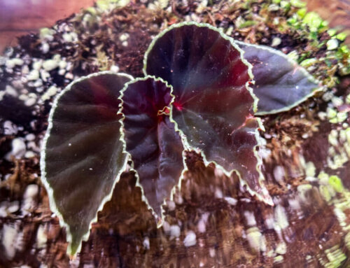 Quelques photos de mon Begonia darthvaderiana