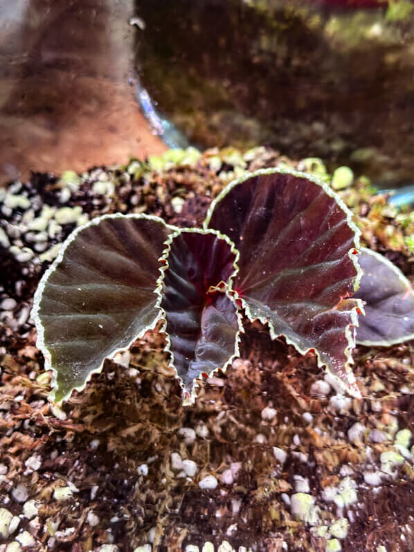 Begonia darthvaderiana, Bégoniacées, plante d'intérieur, terrarium, Paris 19e (75)