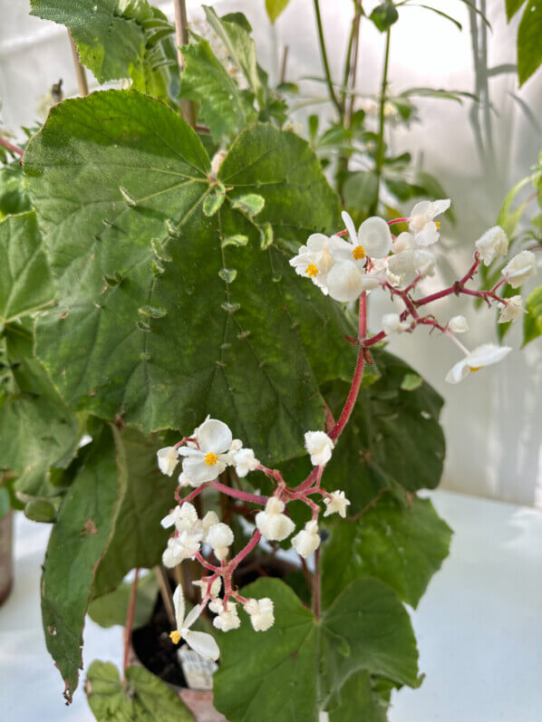 Begonia hispida var. cucullifera, Bégoniacées, en automne dans le Parc Floral, Paris 12e (75)