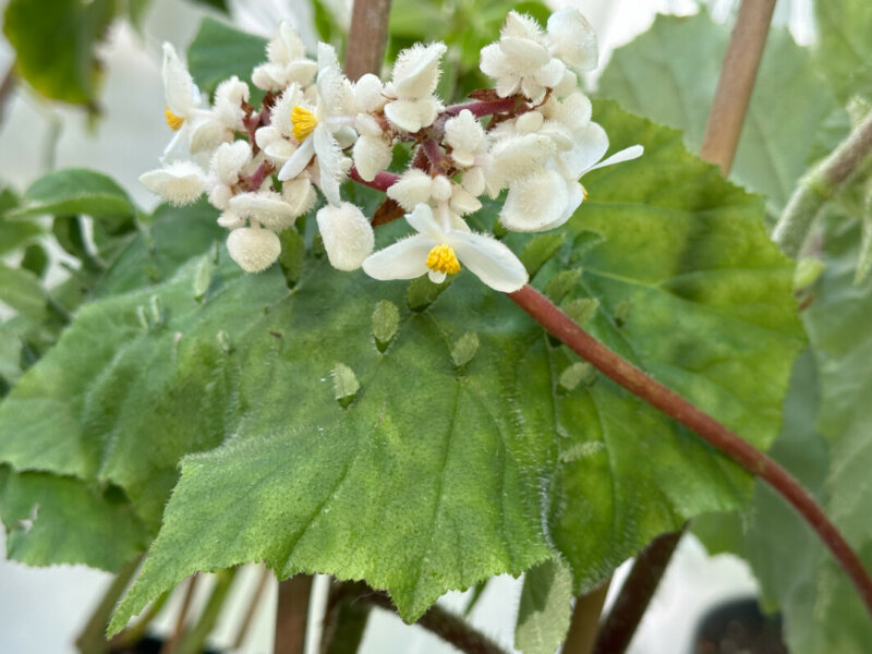 Begonia hispida var. cucullifera, Bégoniacées, en automne dans le Parc Floral, Paris 12e (75)