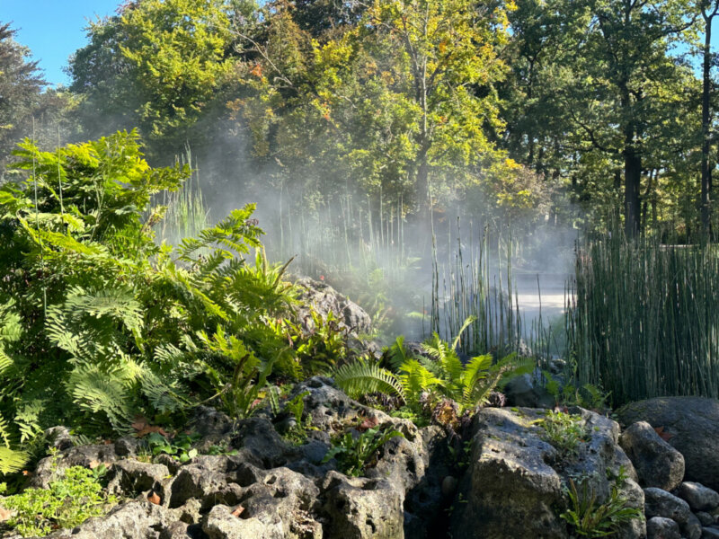 Fougères et prêles dans la brume en automne dans le Parc Floral, Paris 12e (75)