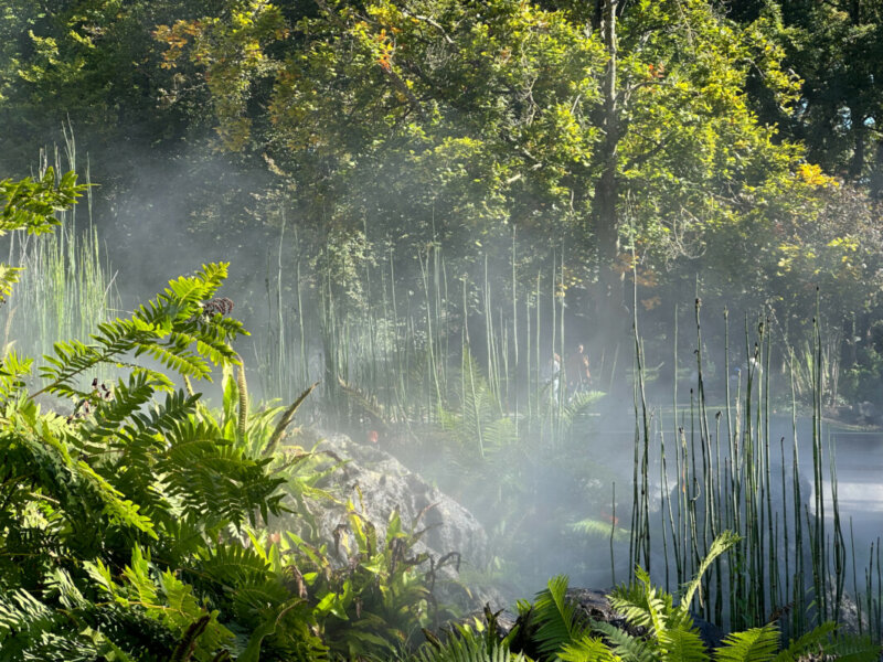 Fougères et prêles dans la brume en automne dans le Parc Floral, Paris 12e (75)