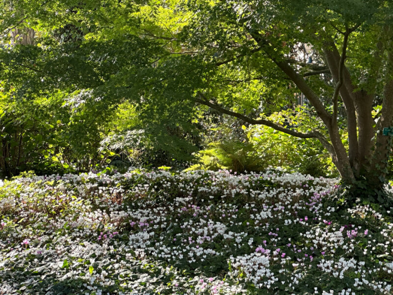 Tapis de cyclamens sous un arbre en automne dans le Parc Floral, Paris 12e (75)