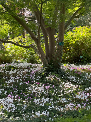 Tapis de cyclamens sous un arbre en automne dans le Parc Floral, Paris 12e (75)