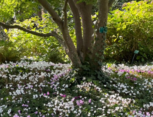 Tapis de cyclamen en automne dans le Parc Floral de Paris