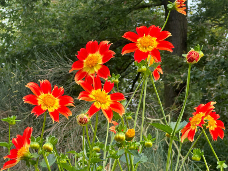 Dahlia 'Caligula' en fin d'été dans le Parc Floral, Paris 12e (75)