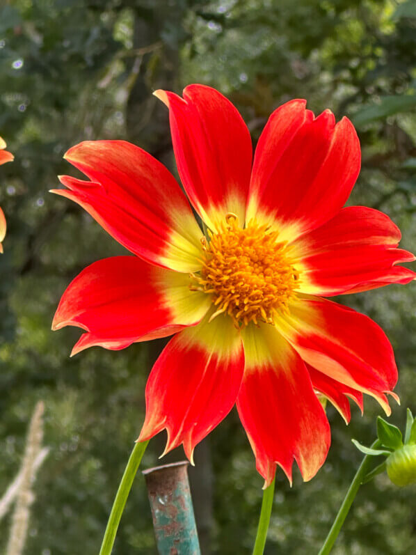 Dahlia 'Caligula' en fin d'été dans le Parc Floral, Paris 12e (75)