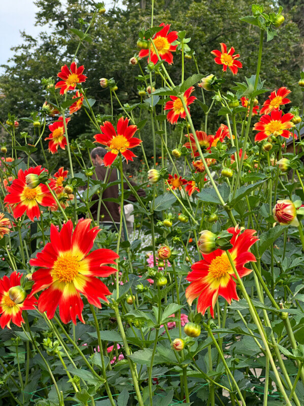 Dahlia 'Caligula' en fin d'été dans le Parc Floral, Paris 12e (75)