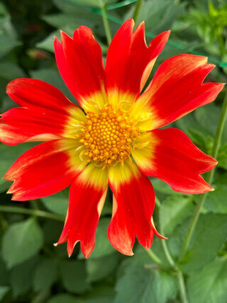 Dahlia 'Caligula' en fin d'été dans le Parc Floral, Paris 12e (75)