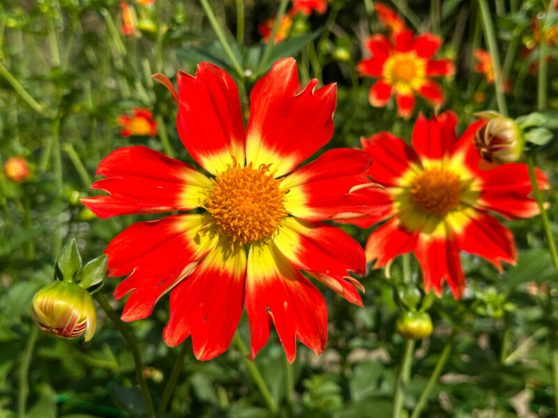 Dahlia 'Caligula' en fin d'été dans le Parc Floral, Paris 12e (75)