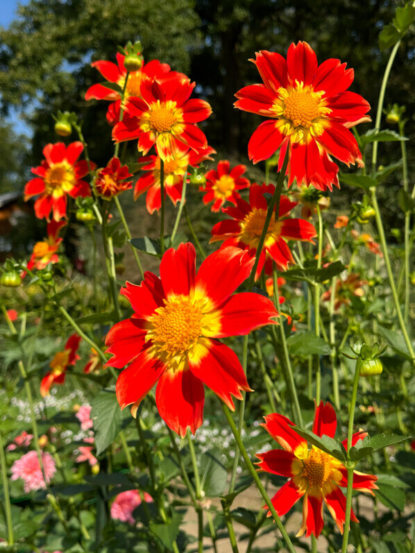 Dahlia 'Caligula' en fin d'été dans le Parc Floral, Paris 12e (75)