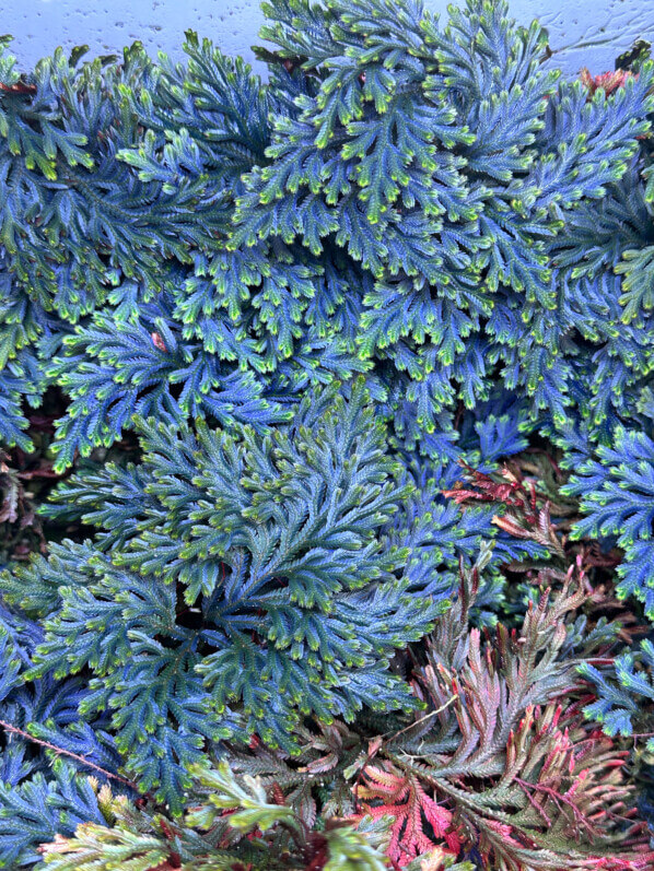 Selaginella erythropus, plante d'intérieur, terrarium, Paris 19e (75)