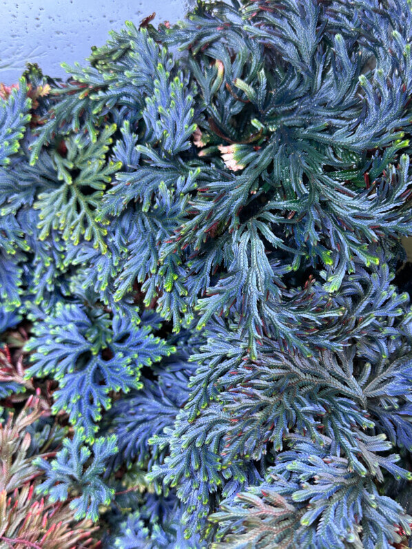 Selaginella erythropus, plante d'intérieur, terrarium, Paris 19e (75)