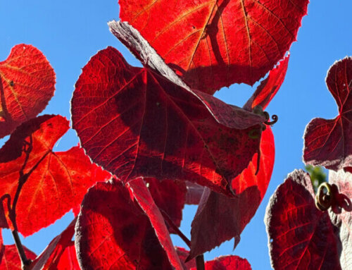 Vigne d’ornement aux couleurs flamboyantes