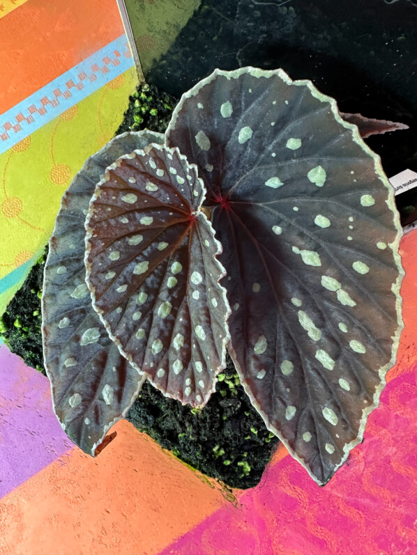 Lire la suite à propos de l’article Begonia darthvaderiana x Begonia sp. Umbrella, un hybride de toute beauté