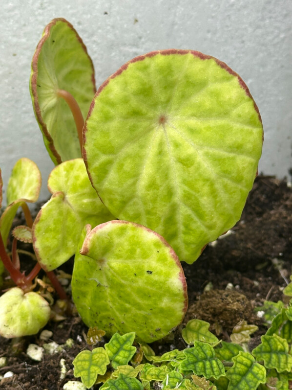 Lire la suite à propos de l’article Mes Begonia scapigera poussent à vue d’oeil dans leur nouveau terrarium