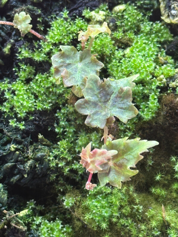 Begonia segregata var. segregata (ex Begonia dodsonii), plante d'intérieur, terrarium, Paris 19e (75)