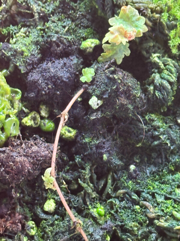 Begonia segregata var. segregata (ex Begonia dodsonii), plante d'intérieur, terrarium, Paris 19e (75)