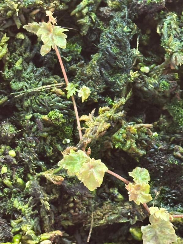 Begonia segregata var. segregata (ex Begonia dodsonii), plante d'intérieur, terrarium, Paris 19e (75)