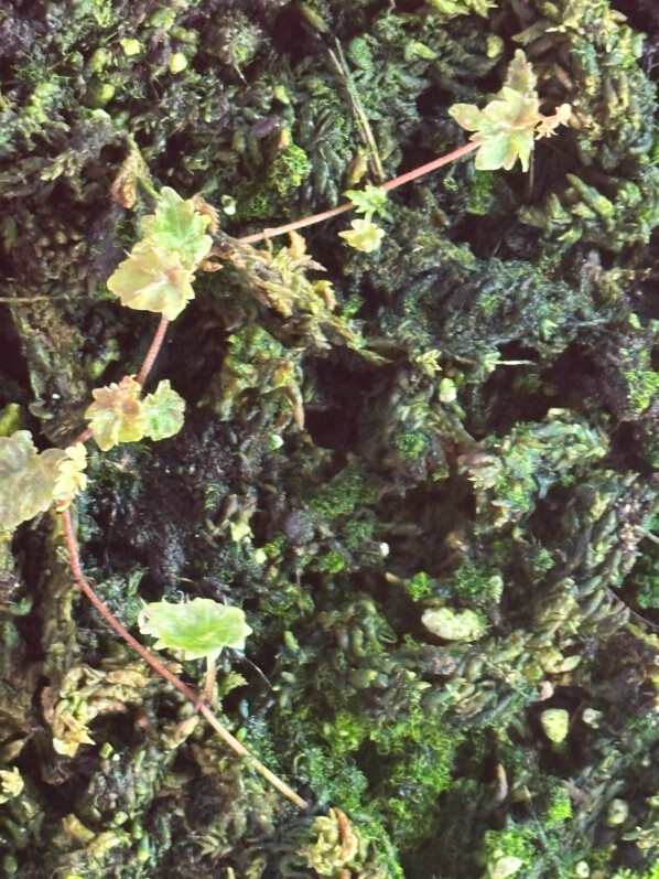 Begonia segregata var. segregata (ex Begonia dodsonii), plante d'intérieur, terrarium, Paris 19e (75)