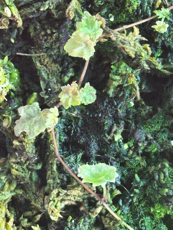 Begonia segregata var. segregata (ex Begonia dodsonii), plante d'intérieur, terrarium, Paris 19e (75)