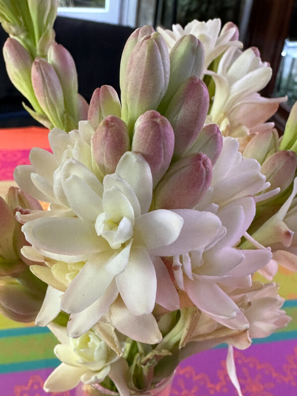 Bouquet de tubéreuse, Polianthes tuberosa, fleurs coupées, Paris 19e (75)