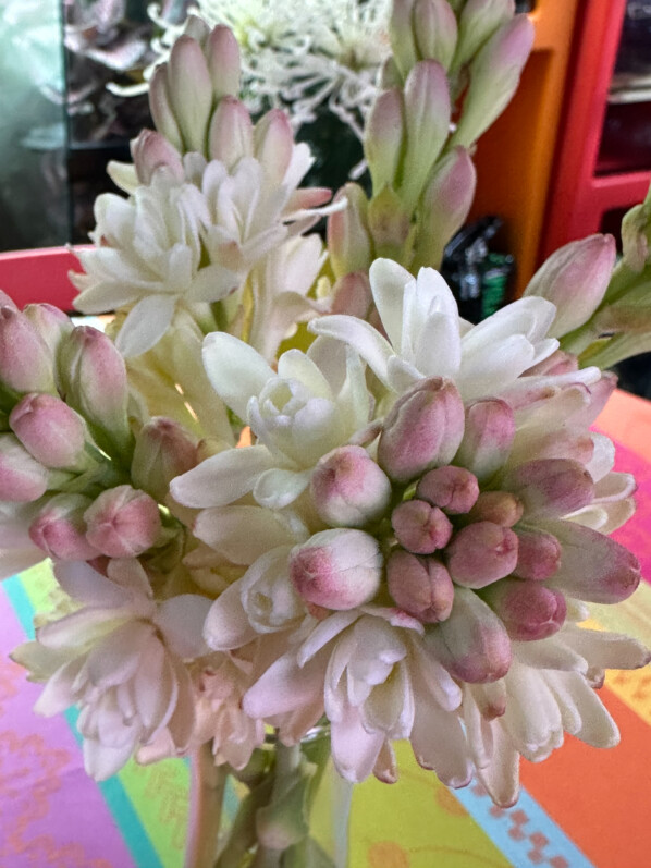 Bouquet de tubéreuse, Polianthes tuberosa, fleurs coupées, Paris 19e (75)