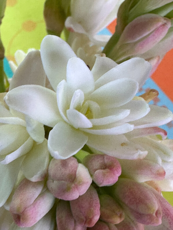 Bouquet de tubéreuse, Polianthes tuberosa, fleurs coupées, Paris 19e (75)