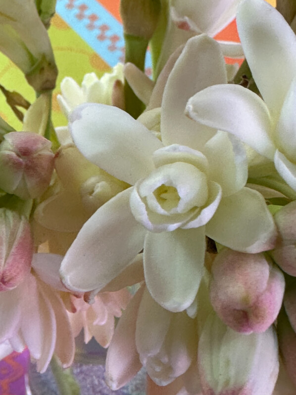 Bouquet de tubéreuse, Polianthes tuberosa, fleurs coupées, Paris 19e (75), 26 janvier 2025, photo Alain Delavie