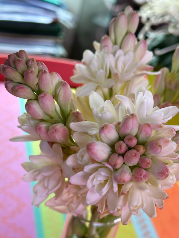 Bouquet de tubéreuse, Polianthes tuberosa, fleurs coupées, Paris 19e (75)