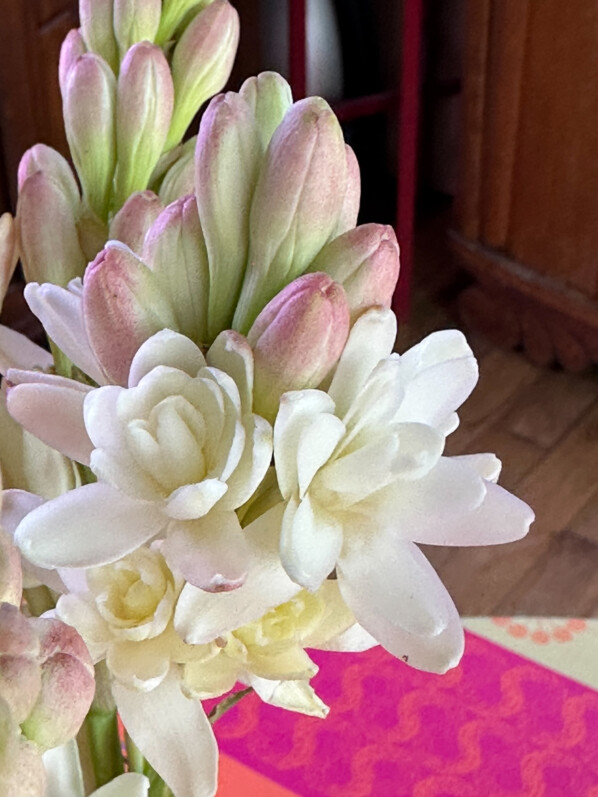 Bouquet de tubéreuse, Polianthes tuberosa, fleurs coupées, Paris 19e (75)