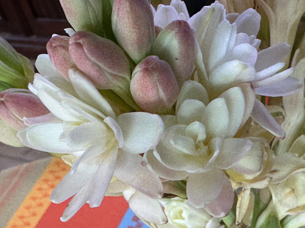 Bouquet de tubéreuse, Polianthes tuberosa, fleurs coupées, Paris 19e (75)