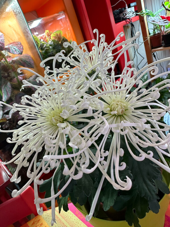 Chrysanthème 'Tokyo', potée fleurie, plante d'intérieur, Paris 19e (75)