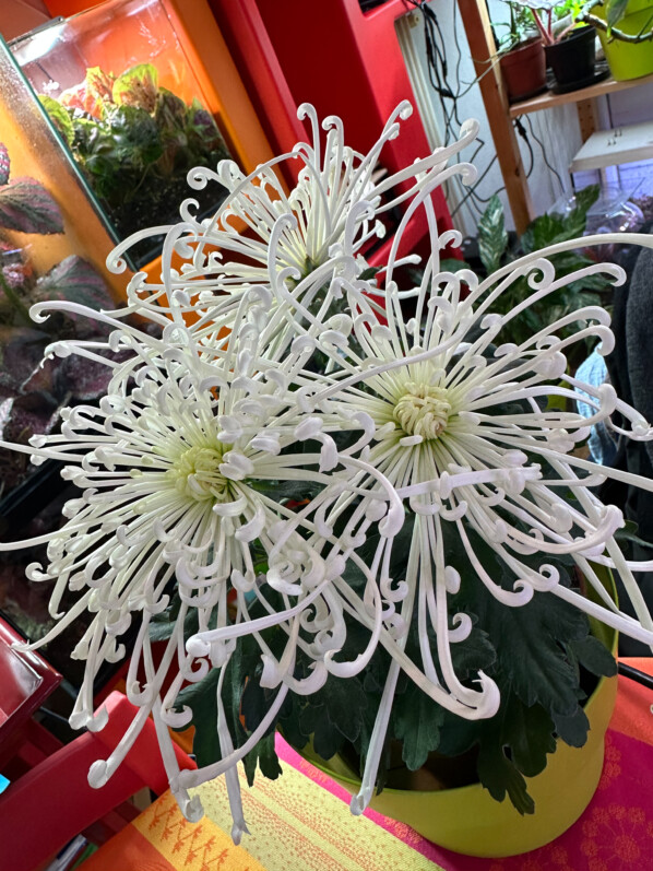 Chrysanthème 'Tokyo', potée fleurie, plante d'intérieur, Paris 19e (75)