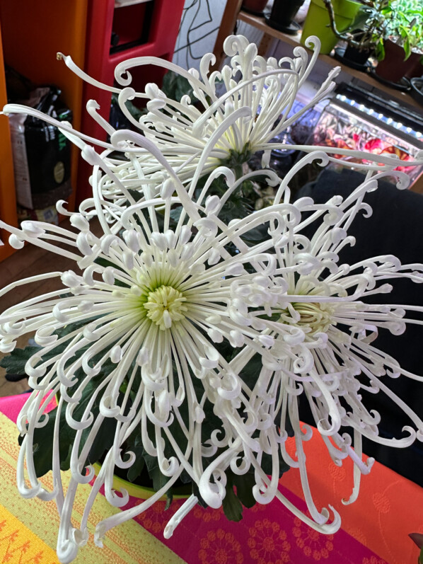 Chrysanthème 'Tokyo', potée fleurie, plante d'intérieur, Paris 19e (75)