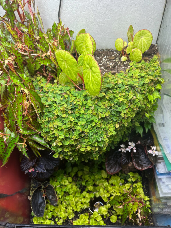 Ficus pumila 'Quercifolia', Begonia amphioxus, Begonia scapigera, Begonia prismatocarpa, plante d'intérieur, terrarium, Paris 19e (75)