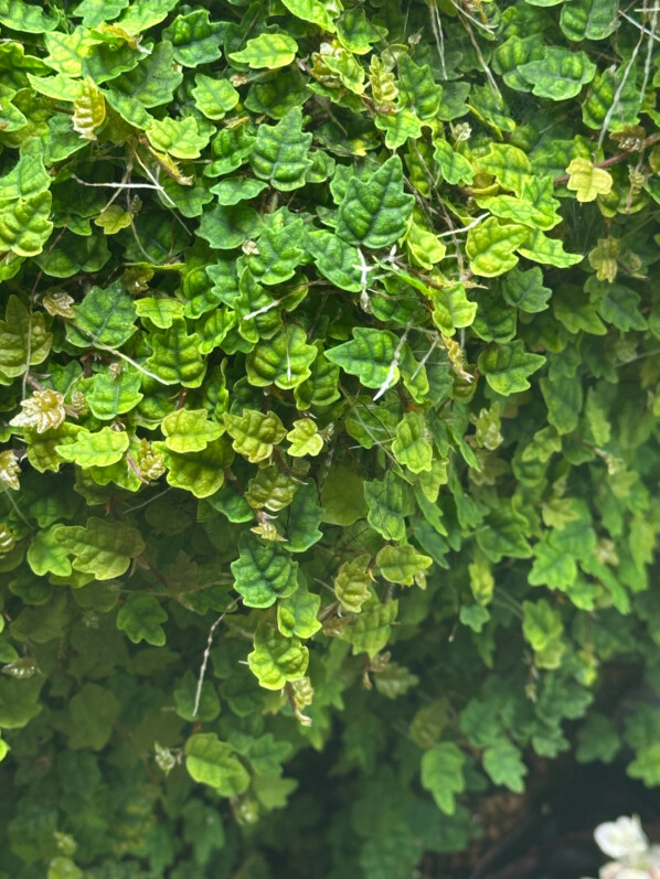 Ficus pumila 'Quercifolia', plante d'intérieur, terrarium, Paris 19e (75)