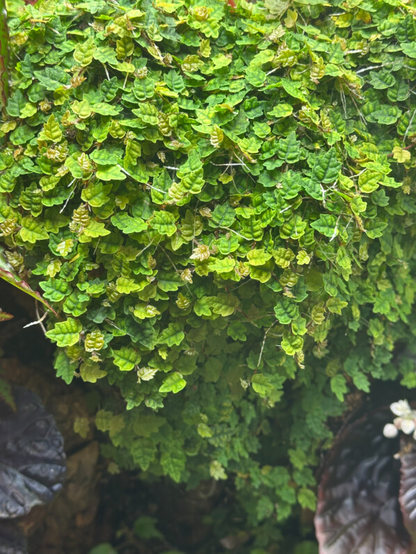 Lire la suite à propos de l’article Cascade de Ficus pumila ‘Quercifolia’ dans un de mes grands terrariums