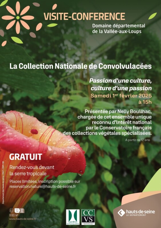 Visite-conférence de la collection nationale de Convolvulacées le 1er février 2025