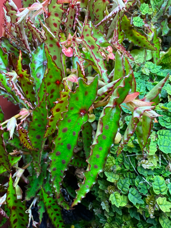 Begonia amphioxus, Bégoniacées, plante d'intérieur, terrarium, Paris 19e (75)