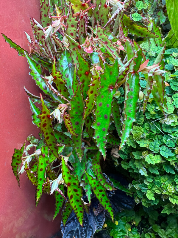 Begonia amphioxus, Bégoniacées, plante d'intérieur, terrarium, Paris 19e (75)