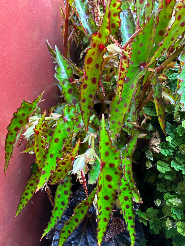 Begonia amphioxus, Bégoniacées, plante d'intérieur, terrarium, Paris 19e (75)