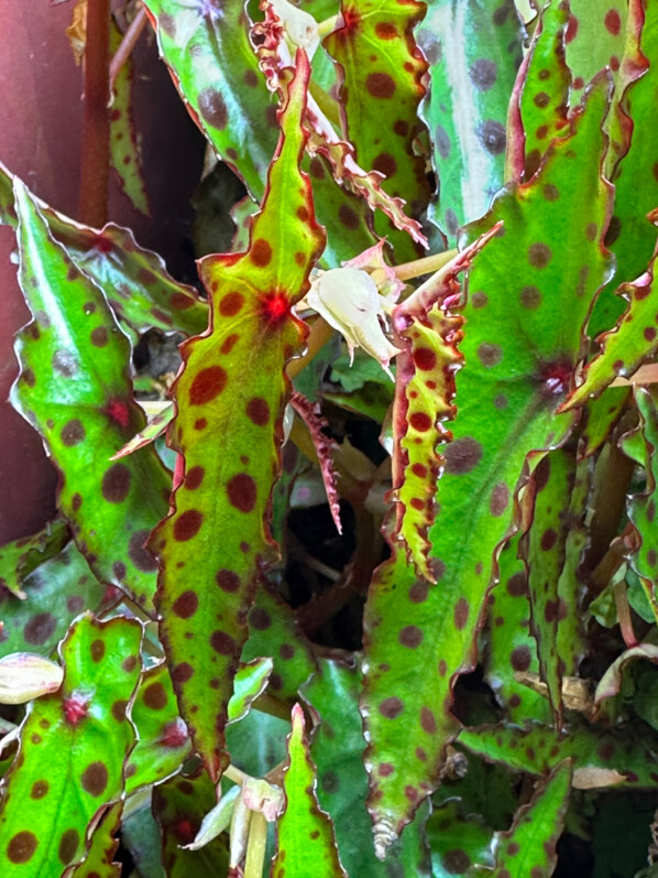 Begonia amphioxus, Bégoniacées, plante d'intérieur, terrarium, Paris 19e (75)